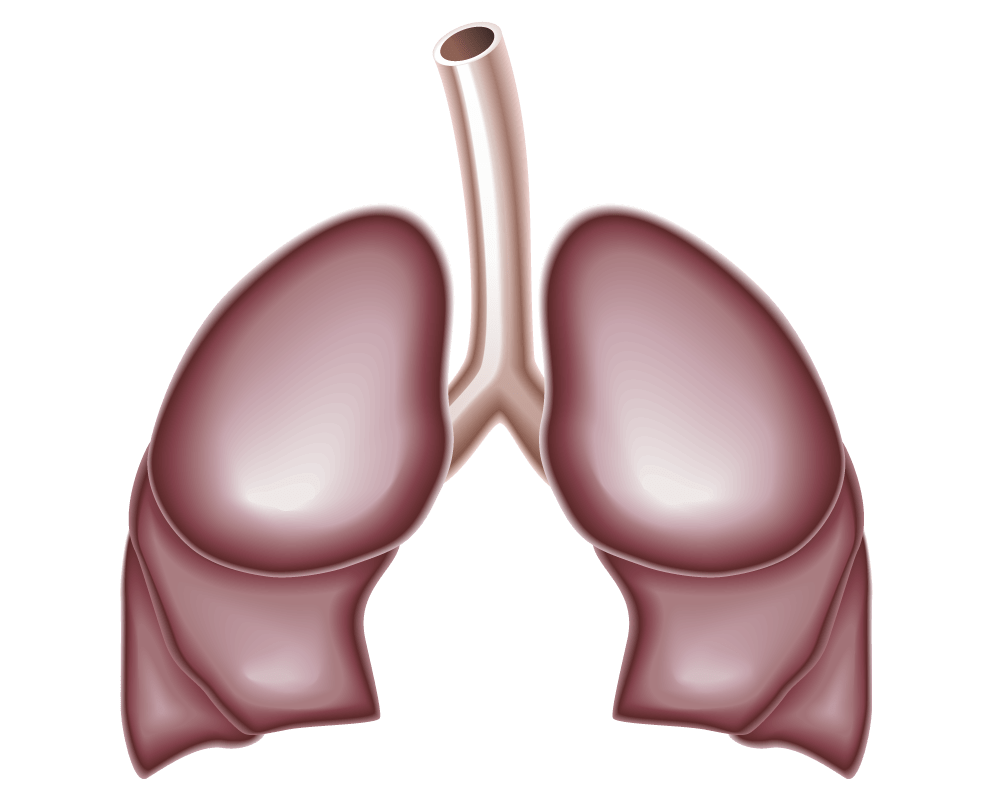 Make Sure Your Lungs do The Work